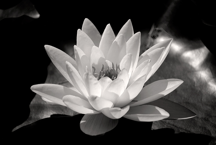 BOOK: # A black and white picture of a Nymphaea or (pink) Waterlily Masaniello.